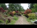 Gardening with Japanese maples - Amazing Maples & Crazy Conifers