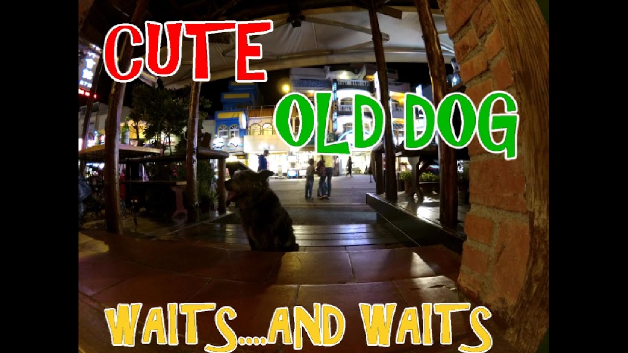 Cute DOG Waits for OWNER Outside Restaurant OFF LEASH - YouTube