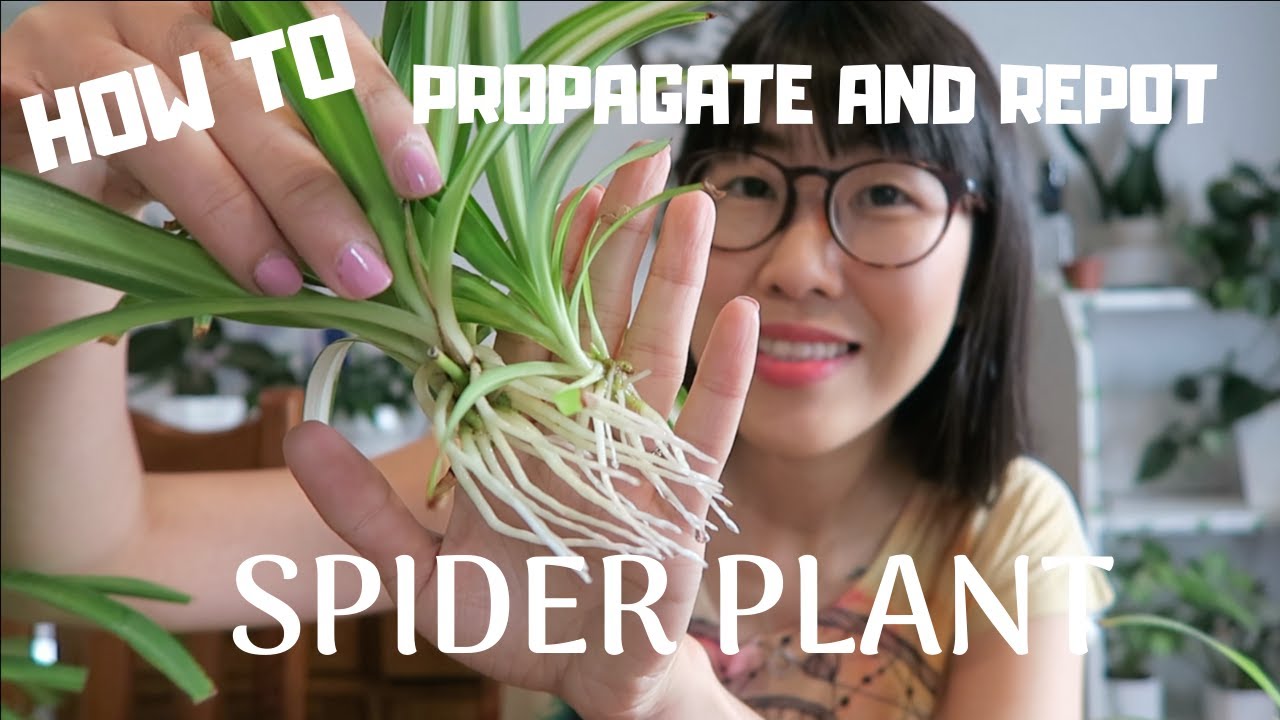 how-to-propagate-and-replant-a-spider-plant-jan-2020-youtube