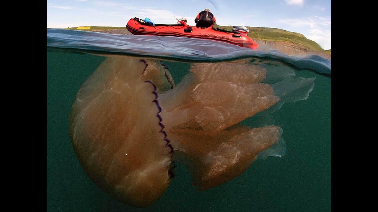 Большая масса океана. Медуза Номура. Большие медузы. Самая большая медуза в мире.