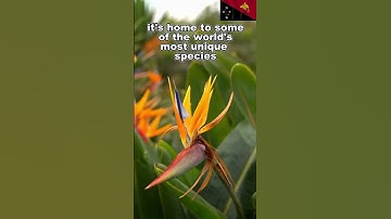 Papua New Guinea 3 Shocking Facts!