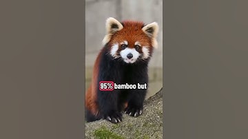 Red panda are not related to giant panda 😱😱😱😱 #cuteanimals #funfacts #foryoupage #redpanda