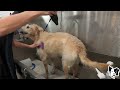 HUGE Undercoat Blowout!