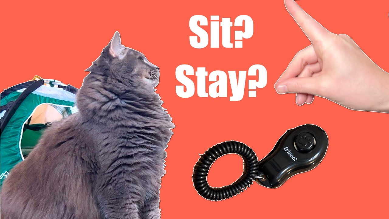 6 Months of Clicker Training a Cat, How It's Going