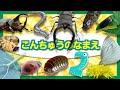 昆虫 実写動画☆昆虫の名前2 昆虫好き集まれ！子供向け【動く虫アニメ】昆虫図鑑★昆虫採集 で 虫の名前 を覚えよう！クワガタ、カブトムシ、カブトムシの幼虫、てんとう虫 昆虫 いっぱい！ insects