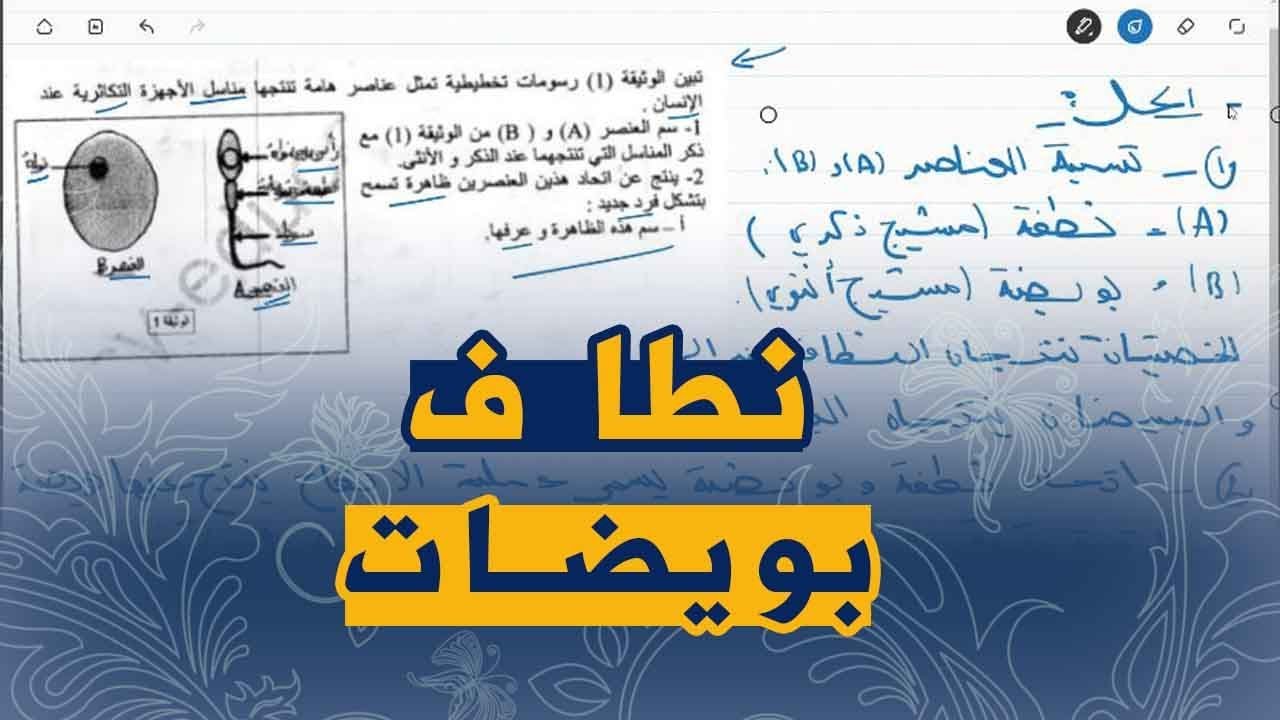 علوم طبيعية للسنة اولى متوسط تمرين على النطاف و البويضات