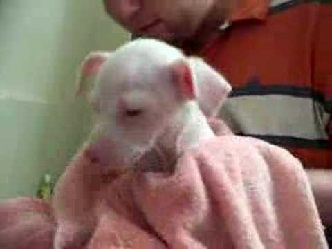 my albino chihuahua youtube