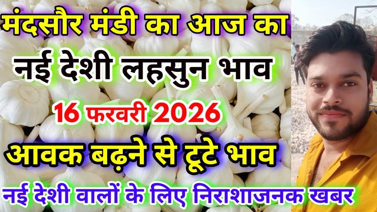 नई देशी लहसुन का भाव | Aaj Ka Lahsun Ka Bhav | New Garlic Rate | Lahsun Ka Aaj Ka Bhav | Mandsaur 