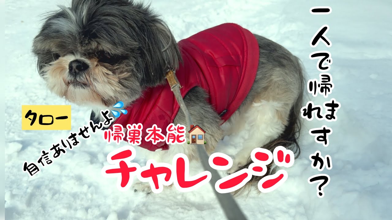 【シーズー犬】タローと散歩　１０年歩いてきている散歩道、早く帰りたいタローさん