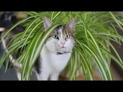Βίντεο: Αναγνώριση και αντιμετώπιση του άσθματος στις γάτες