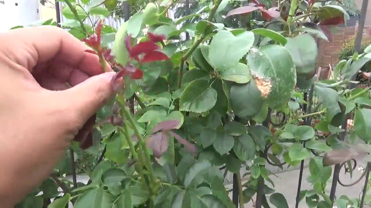 春バラ後から夏剪定前の新芽の処理とベーサルシュートを出させるコツ Youtube