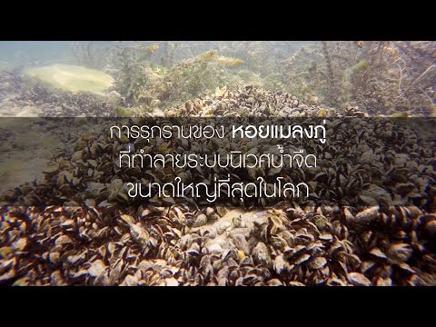 วีดีโอ: หอยแมลงภู่ (Dreissena polymorpha): คำอธิบาย สภาพที่อยู่อาศัย และบทบาทในระบบนิเวศ