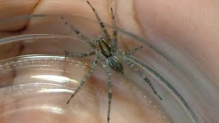Fuzzy Wolf Spider Of Doom!
