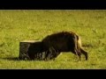 Hyänen Die besten Jäger der Savanne