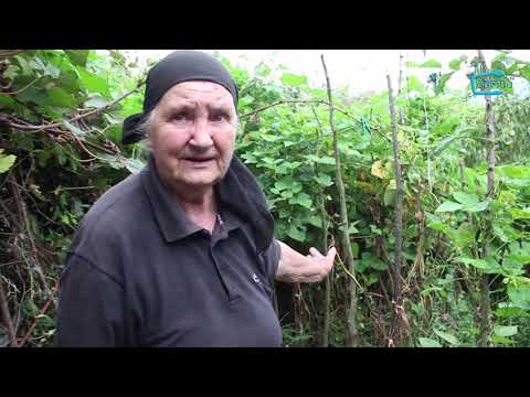 გააზიარე შენი სოფლის რეალური ისტორიები   აზიური ფაროსანა