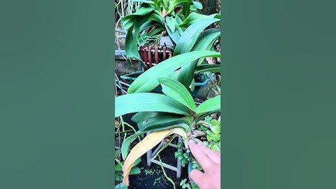 Nguyên nhân lan Ngọc Điểm bị rụng lá gốc & cách khắc phục hiệu quả. #short