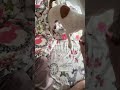 DaisyJackRussell #отдых #песпатрон #собака #животные #джекрасселтерьер #утренняямотивация