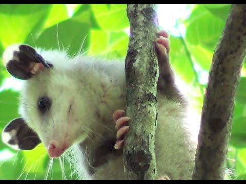 Vidéo: Opossum Facts - L'opossum incompris et utile