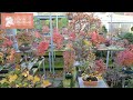 bonsai zelkova schneiden Bonsai Zelkova serrata kugelförmig inkl. Ziertopf, blau main image 0
