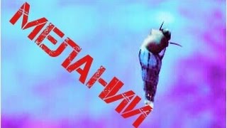 Улитка Мелания! Улитка Мелания!