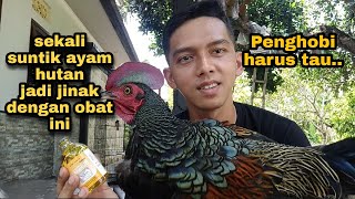 Tutorial / the safest way to tame jungle fowl (fresh) is by injecting it with this medicine, guys!