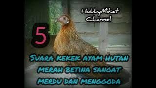 5 suara kekek ayam hutan merah betina asli sangat merdu dan menggoda 😘😘😘
