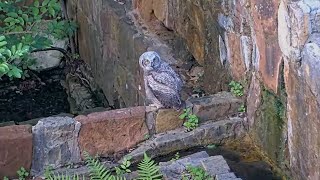 Second Owlet Fledges With Confidence From Wildflower Center Great Horned Owl Nest – May 19, 2024