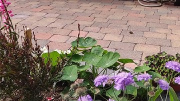 Hover Fly filmed in slow motion