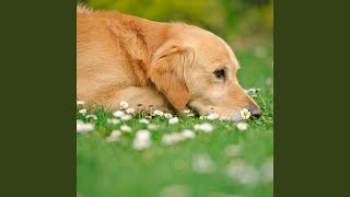 Harmonic Dog Whispers