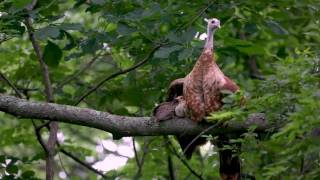 Turkey hen and poults roosting