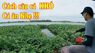 Cách Câu Cá KHÓ, Cá Ăn NHẸ, Ăn Nhát | Cách Câu Cá Nơi Có Rễ Bèo Thối | Câu Cá Trong Trà Bèo