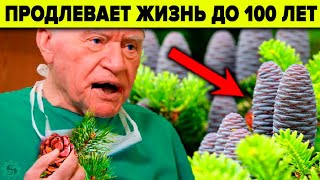 Почему Врачи Это Забыли?🌲 Пихта - 9 Уникальных Целебных Свойств