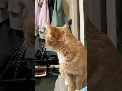 #семен #beautiful #прикольныекоты #прикол #смешныевидео #рыжийкот #cat