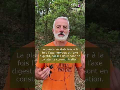 Vidéo: Lemon Balm Plant - Comment faire pousser de la mélisse