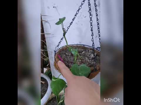 فيديو: تكاثر نبات أجوجا: تعرف على انتشار أجوجا