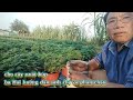 Ba Hải hướng dẫn anh chị vô phân chậu cho cây nuôi búp 
