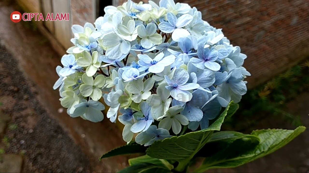 INILAH Rahasia!! 5 Cara Menanam Bunga Hortensia Biru Terlengkap 