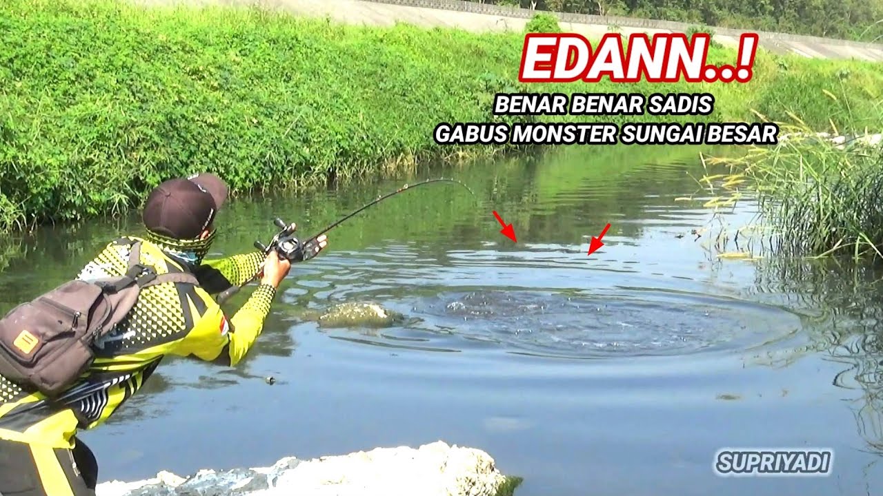 Edann..!Mancing ikan gabus di sungai besar penghuninya benar benar sadis