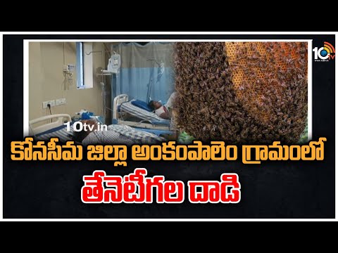 కోనసీమ జిల్లా అంకంపాలెం గ్రామంలో తేనెటీగల దాడి | Honey Bees Attack At Konseema | 10TV - 10TVNEWSTELUGU