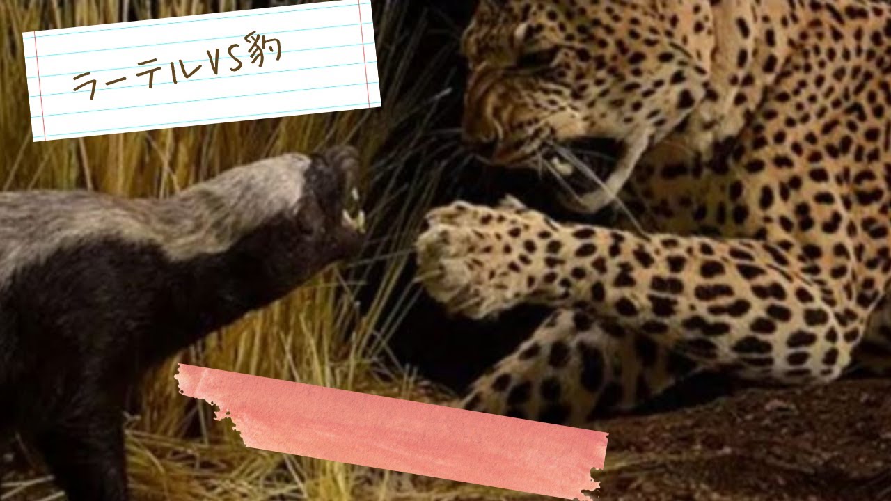 Animals Honey badger VS leopard Can honey badgers survive