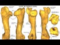 Humerus bone Anatomy of Ox and Horse