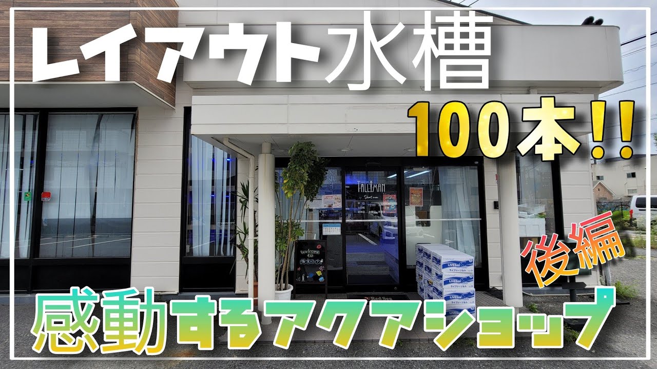 レイアウト水槽が超大量‼レイアウト水槽１００本の奇跡のアクアショップアクアリウムトールマンさん‼後編　aquarium　アクアリウム　テラリウム　熱帯植物　サンゴ　海水魚　熱帯魚　水草　流木　メダカ