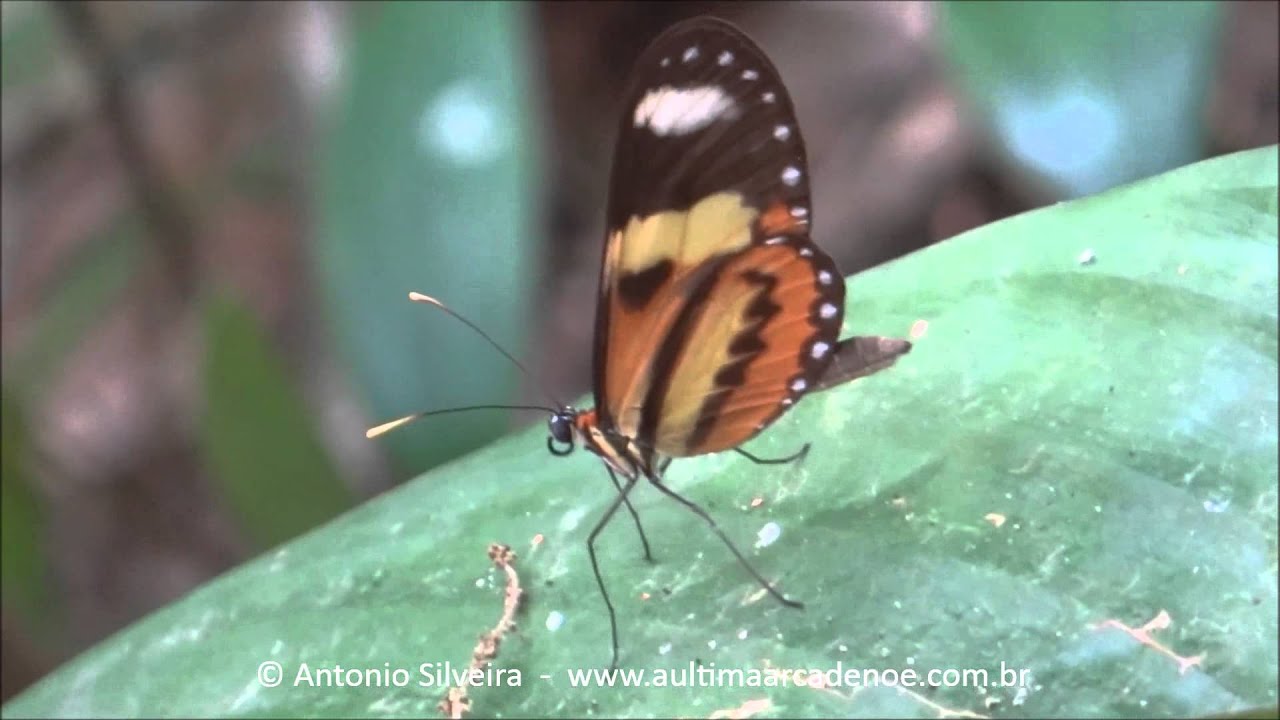 Mechanitis lysimnia PqAlfredoVolpiSP 12 10 2015 Antonio Silveira