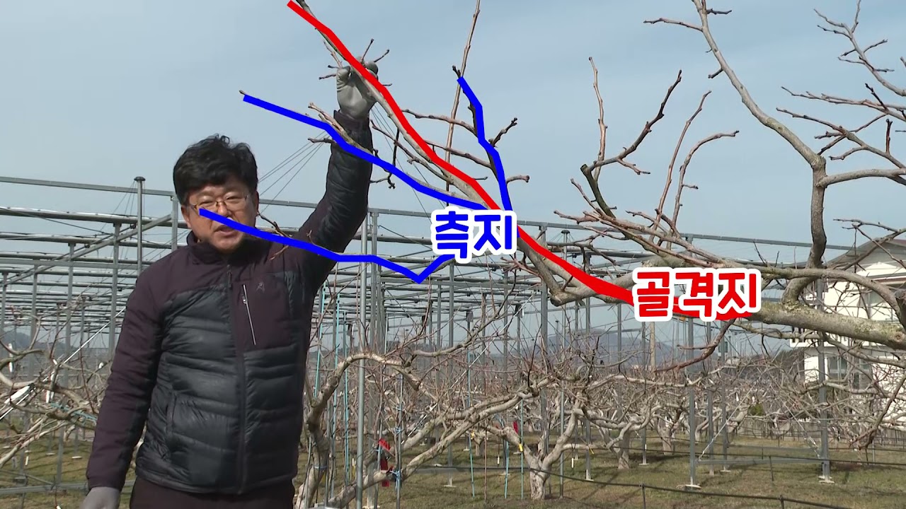 단감 정지·전정 기술(경남농업기술원 최성태 연구관)