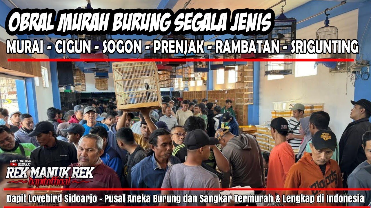 OBRAL MURAH BURUNG MURAI - CIGUN - SOGON - PRENJAK - RAMBATAN - SRIGUNTING DLL
