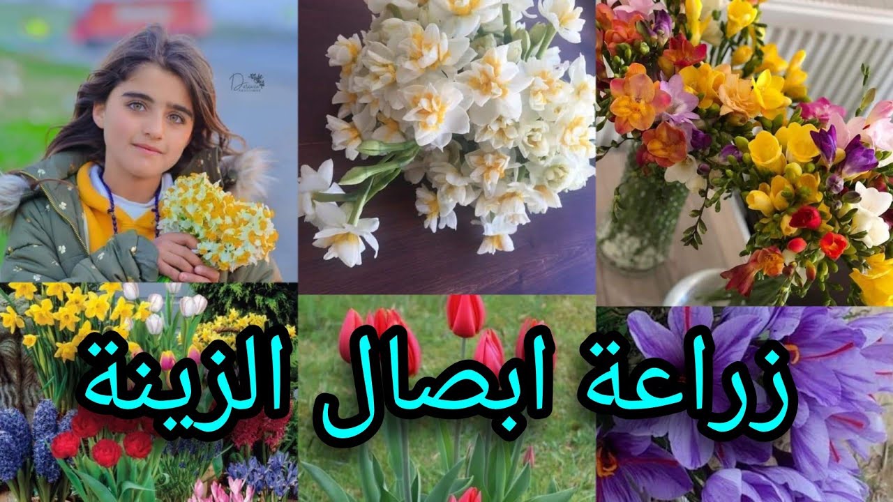 زراعة ابصال أزهار الزينة تعرفوا على اسرار الزراعة التصوير  بتواريخ مختلفة