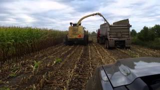 Chopping corn silage 2014 in Minnesota