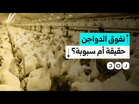 كيف تفاعل المصريون مع أزمة نفوق الدواجن