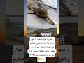صورة مؤثرة جدا لا حول ولاقوة الا بالله العلي العظيم مات هذا الدولفن جوعا  اكسبلور