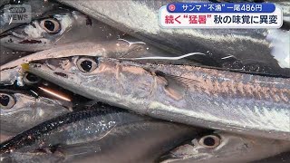 続く“猛暑” 秋の味覚に異変…サンマ“不漁”1尾486円　カボチャ収穫が大幅前倒し【スーパーJチャンネル】(2026年8月31日)